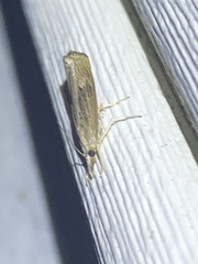 Parapediasia teterrellus