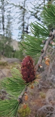 Larix lyallii
