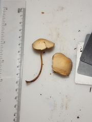 Marasmius cohaerens