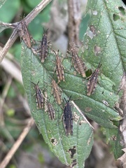 Sphenarium purpurascens