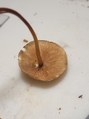 Marasmius cohaerens