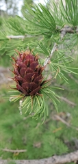 Larix lyallii