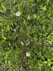 Lantana achyranthifolia