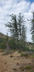 Larix lyallii