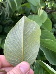 Annona