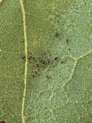 Corythucha confraterna