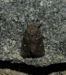 Pseudorthodes