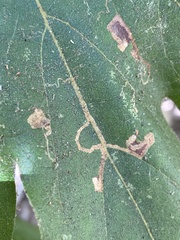 Ectoedemia platanella group