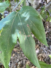 Ectoedemia platanella group