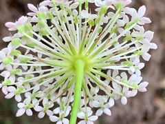 Trachymene composita