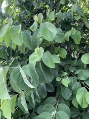 Annona