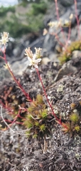 Saxifraga bronchialis