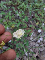 Boerhavia xantii