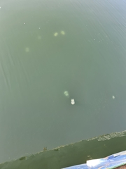 Rhizostoma pulmo