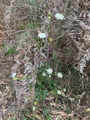 Trachymene composita