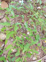 Boerhavia xantii