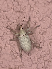 Compsus auricephalus