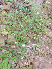 Boerhavia xantii