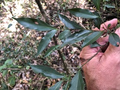 Cryptocarya triplinervis