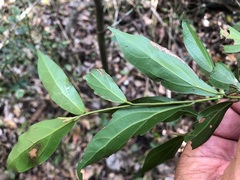 Cryptocarya triplinervis