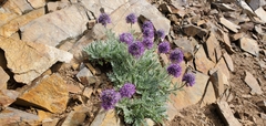 Phacelia sericea