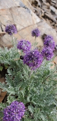 Phacelia sericea