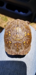 Terrapene carolina triunguis