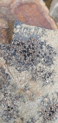 Lecanoromycetes