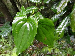 Stemona tuberosa