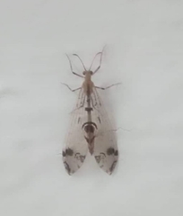 Dendroleon pantherinus