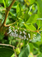 Eumorpha pandorus
