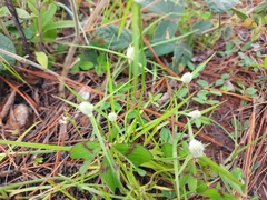 Cyperus sesquiflorus