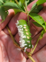 Eumorpha pandorus
