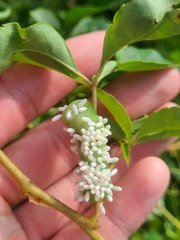 Eumorpha pandorus