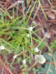 Cyperus sesquiflorus
