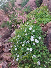 Jacquemontia pringlei