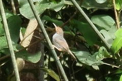 Orthotomus ruficeps