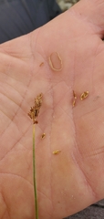 Carex phaeocephala