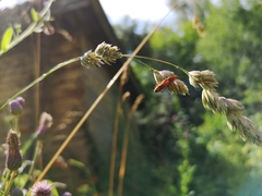Rhagonycha fulva