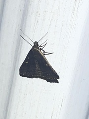 Tetanolita mynesalis