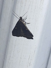 Tetanolita mynesalis