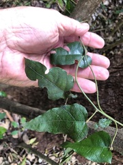 Cissus antarctica