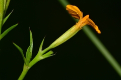 Tagetes lucida