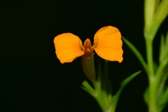 Tagetes lucida