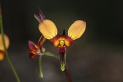 Diuris