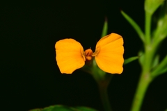 Tagetes lucida