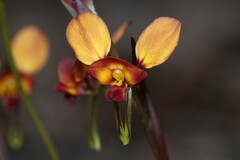 Diuris