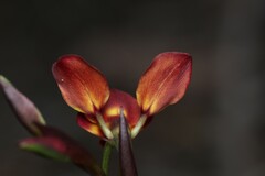 Diuris