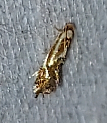 Philonome clemensella