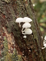 Marasmiellus candidus